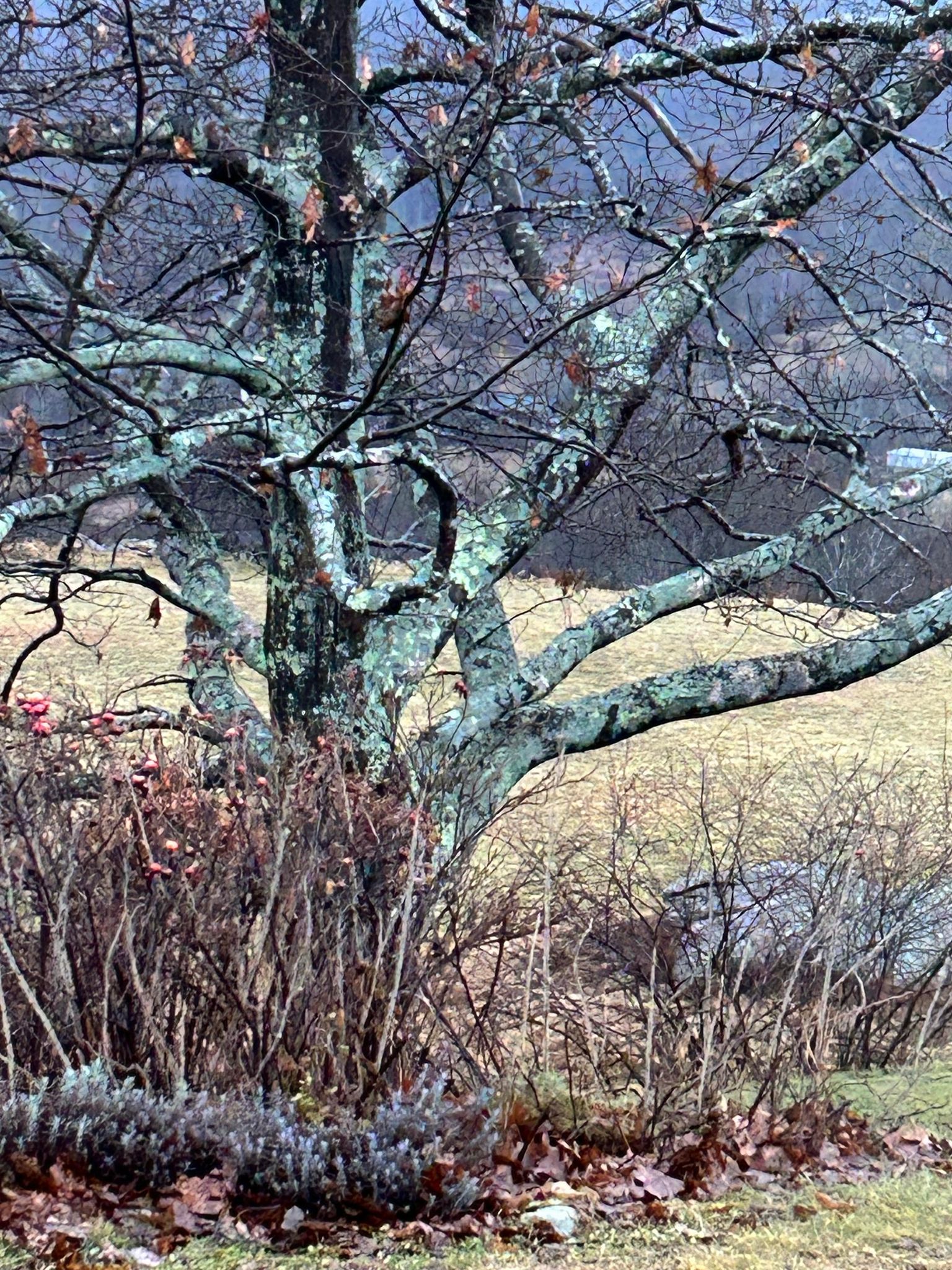 Lichen on Maple Tree