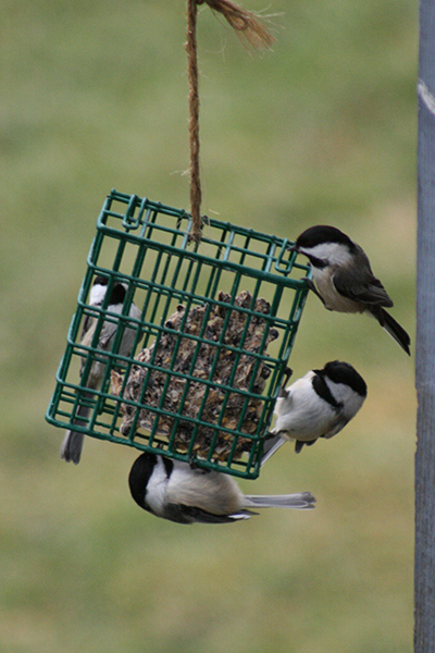 Chickadees on a suet feeder. Four black-capped chickadees crowd a suet feeder in the Catskill Mountains.