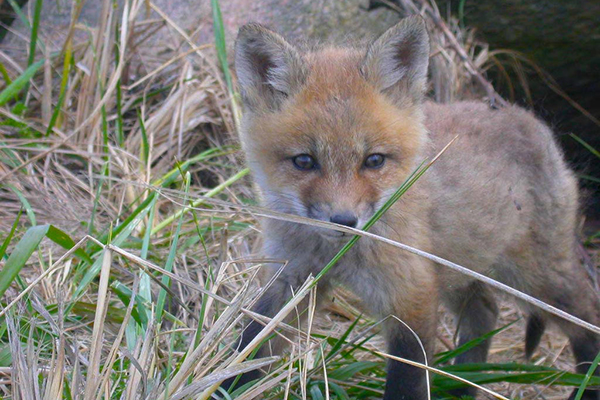 baby red fox
