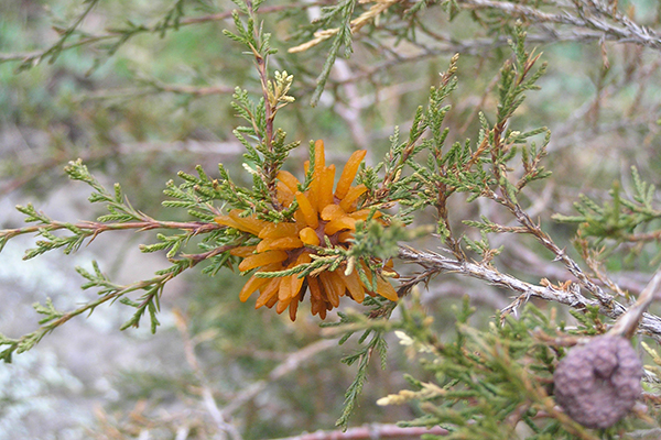 cedar apple rust gall