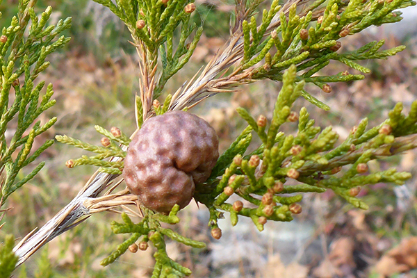 cedar apple rust gall2