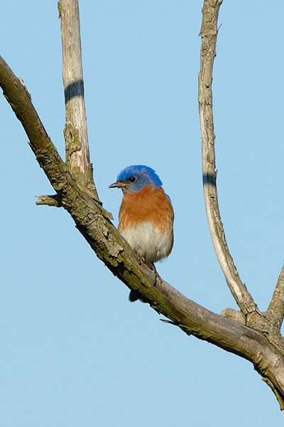 eastern bluebird