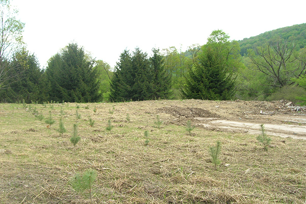 Weed-free hay or straw spread over your seeding area will help protect seeds and limit soil washing away through erosion. In this photo, a thin layer of straw covers the recently disturbed soil. Several rows of pine tree seedlings have been planted.