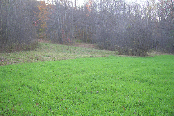 Over time, a well-done food plot can make it so that no one can tell that the area used to be a log landing. In this photo, the landing is fully covered with lush green grass.