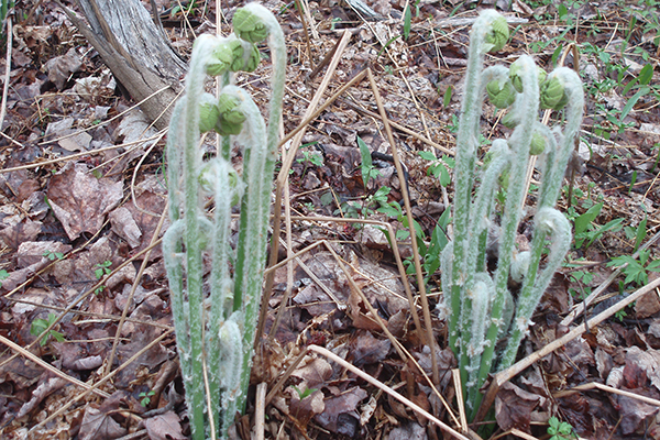 ferns unfolding