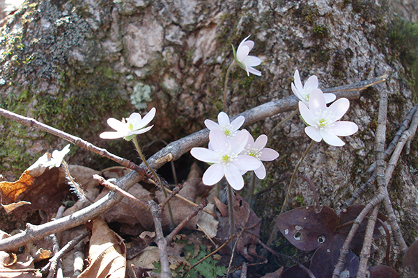 hepatica
