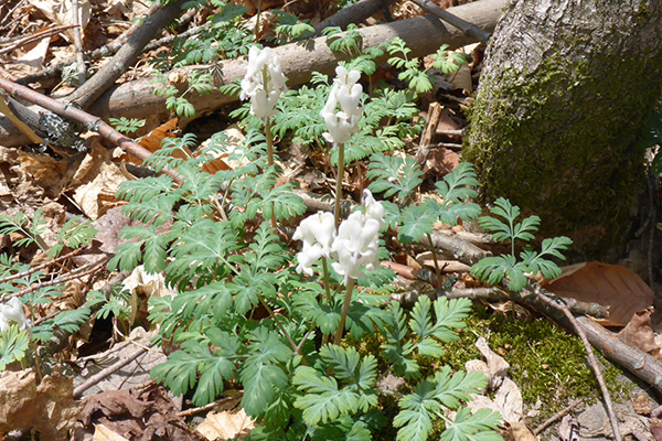 white bleeding heart