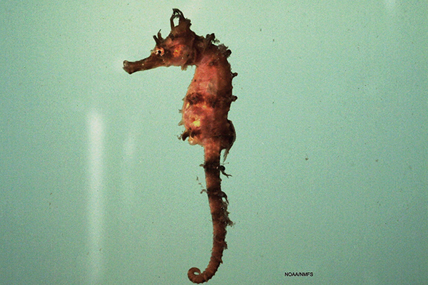 seahorse