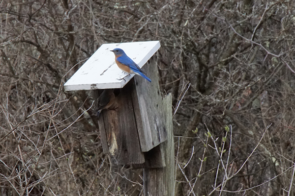 A pair of eastern bluebirds tend a nesting house; most bluebirds today rely on manmade houses like these.