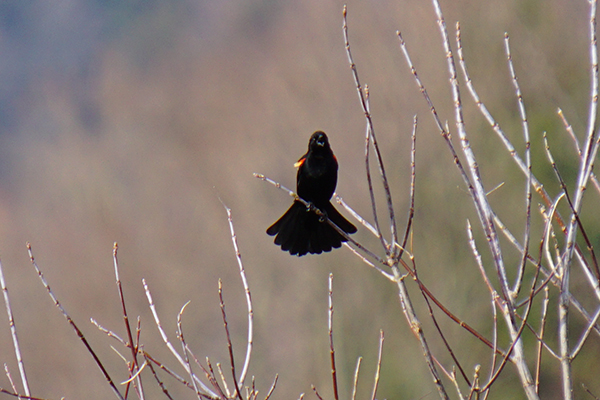 A red-winged blackbird fluffs out his tail as he calls “kon-ka-reeee” to guard his territory.