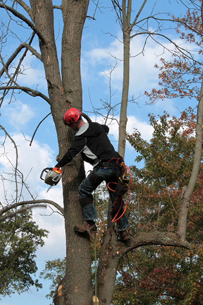 Foresters use tree measurements, landowner goals, and knowledge of how forests grow to develop plans to care for woodlands over time. In this photo, a forester uses a Biltmore stick to measure tree diameter at breast height. He is wearing blue jeans, boots, and a blaze orange forester’s vest.