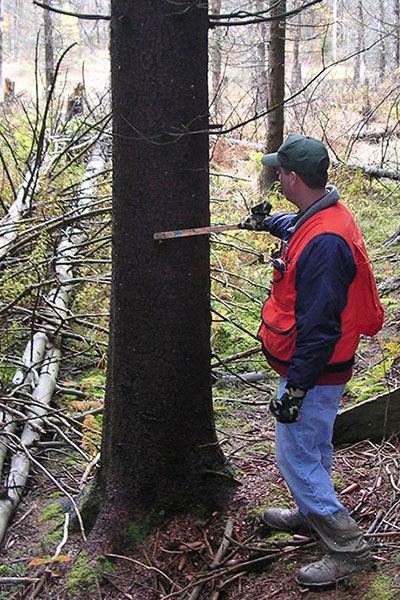 Foresters use tree measurements, landowner goals, and knowledge of how forests grow to develop plans to care for woodlands over time. In this photo, a forester uses a Biltmore stick to measure tree diameter at breast height. He is wearing blue jeans, boots, and a blaze orange forester’s vest.