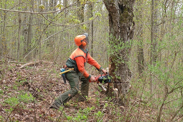 Loggers focus on the safe, efficient removal of trees from the woods and are the on-the-ground doers in forestry. In this photo, a logger makes a felling cut on a tree with a chainsaw while looking up intently. The logger is wearing a hard hat with face shield and earmuffs. He is wearing a blaze orange long sleeve, green chainsaw chaps and steel-toe boots. He has a toolbelt with felling wedges and a sledgehammer.