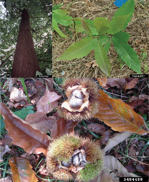 chestnut collage