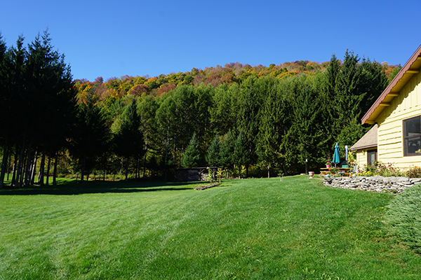 A photo of the Winkler Woodlot in Andes, New York, part of the Catskill Mountains.
