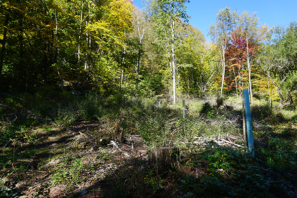 In a patch cut clearing created by timber harvesting, Frank has planted red oak tree seedlings to one day produce acorns for wildlife to eat.