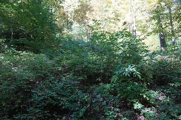 Frank’s enthusiasm for timber stand improvement (TSI) has had the added benefit of creating lots of plant growth on the ground that provides excellent food for white-tailed deer and other wildlife.