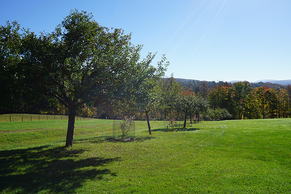 Wild apple trees provide additional fall food for wildlife like deer and bear, especially when they’re cared for with pruning.