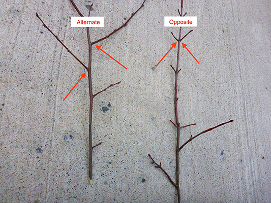 Two branches laid out on the concrete. One has alternate branching and the other has opposite branching.