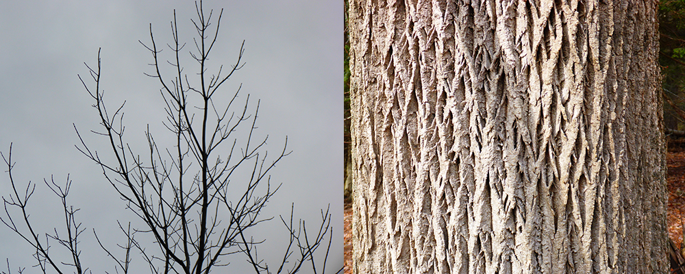 Photograph of the top of an ash tree, before leafout, emphasizing the coarse, thick, opposite branching pattern and chunky diamond-shaped bark on a large ash tree.