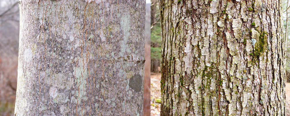 Variable maple bark: smooth versus platy.