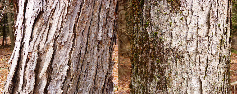 Variable maple bark: platy and flaky versus platy with lichen. 