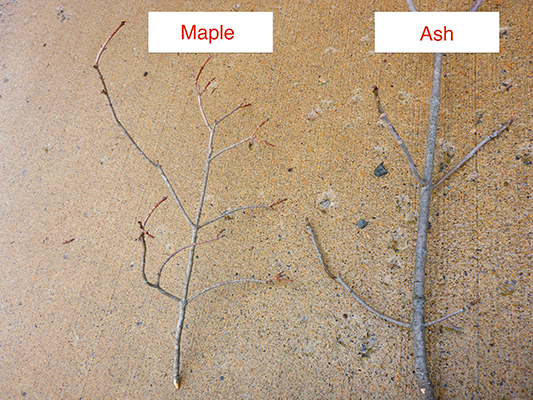 An up-close look at two branches on the floor. Note the thinner and greater number of branches in the maple stem (left) compared with the thicker ash branch (right).