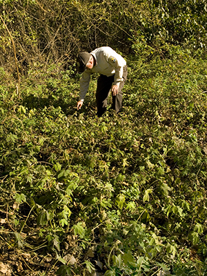 find out what invasives you have