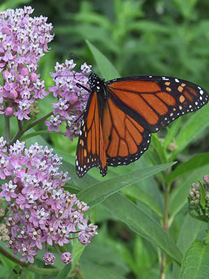 plant a native flower garden