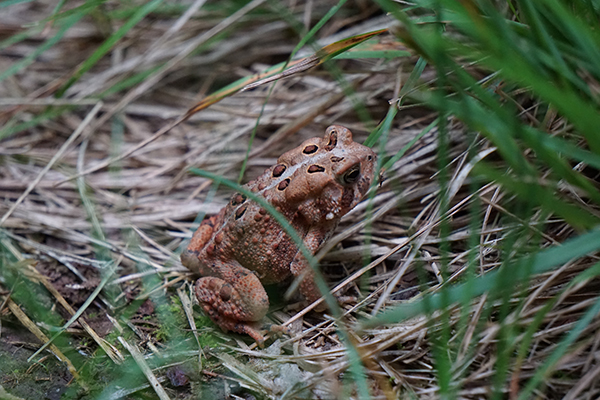 Close-up of an American Toad sitting in a patch of flattened brown grass. It blends in quite nicely.