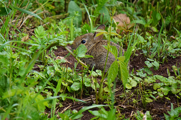 A small eastern cottontail rabbit crouched behind some lush green vegetation, well-hidden in a brown earth patch.