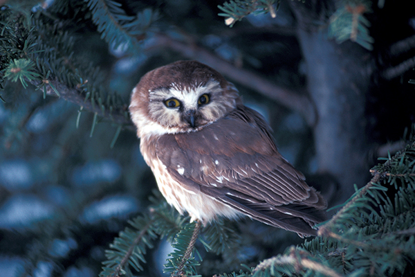 Northern saw-whet owl. A little Northern saw-whet owl posing for the camera.
