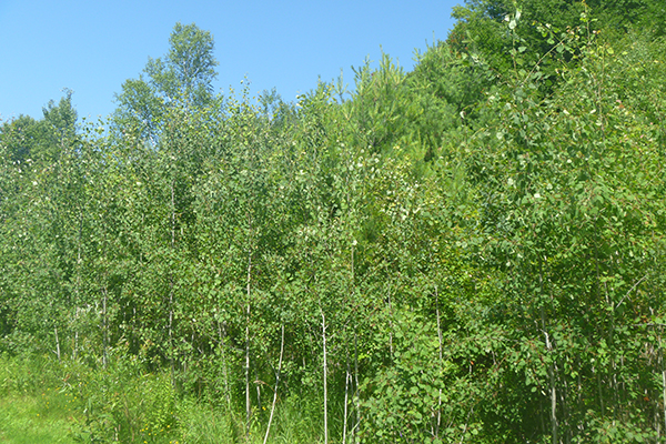A dense group of young quaking aspen at a field edge.