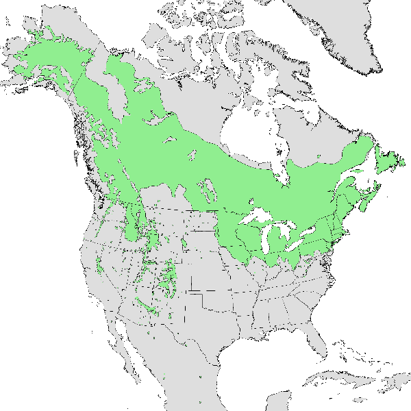 Quaking aspen range map Quaking aspen range map. This tree can be found peppered throughout the western United States. Quaking aspen has a solid distribution from Alaska to Maine.