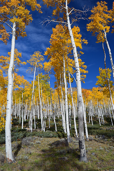 Pando, a quaking aspen clonal colony in Utah. A striking photo of Pando, a quaking aspen clonal colony in Fishlake National Forest in Utah. It’s fall foliage color is bright yellow against a purple sky.
