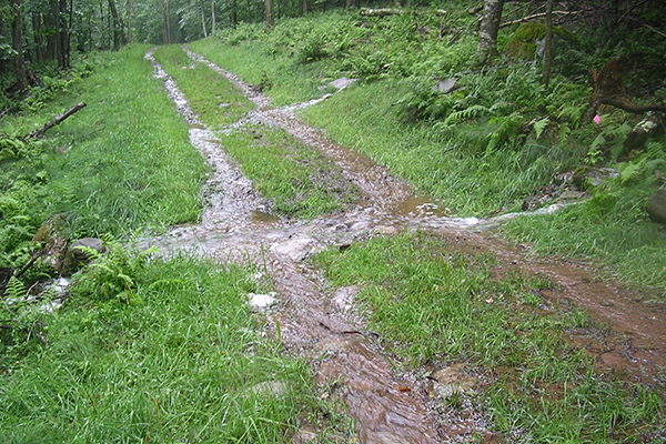 Runoff from a recent storm follows tire tracks on a woods road in a Catskill Mountains woodlot.