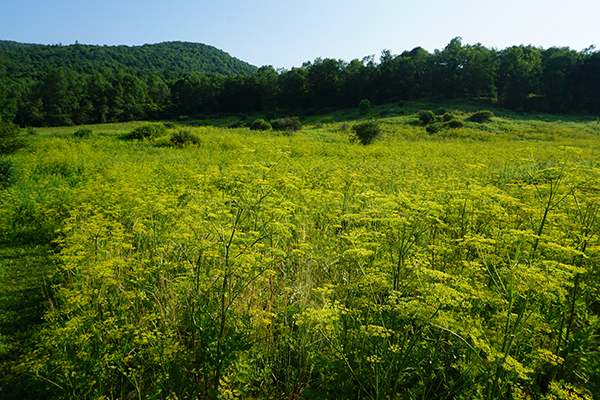 An old field turned gold with wild parsnip in the summer.