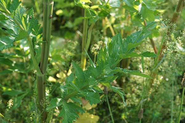 Wild parsnip has sawtoothed, alternate, compound leaves and a deeply grooved stem.