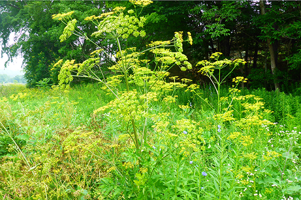 Wild parsnip flowers from June to September; the flowers are small, yellow, and grow in umbrella-shaped clusters.