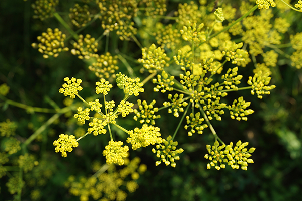 Wild parsnip flowers from June to September; the flowers are small, yellow, and grow in umbrella-shaped clusters.