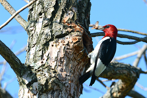 A red-headed woodpecker clings to the rim of a tree cavity holding a moth in its beak.