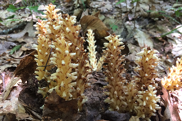 10 or so Cancer-Root stalks punching up through brown, dry oak leaves. The pinecone-like stalks look tan to yellow and the flowers cream to white in the dappled light.