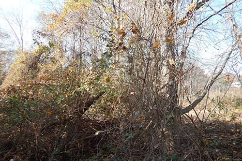 Before invasive vine removal at Westchester Land Trust’s Otter Creek Preserve. A dense curtain of vines nearly obscures the view of a large tree.