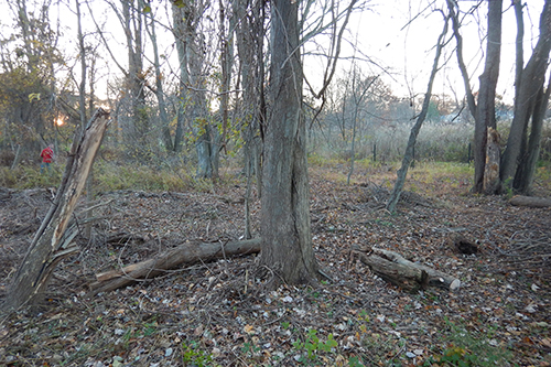 After invasive vine removal at Westchester Land Trust’s Otter Creek Preserve. A twin-stem maple tree has been cleared of most of the vines. Some vines still hang from the tree, cut about head-high. A lot of manual labor has been done here.