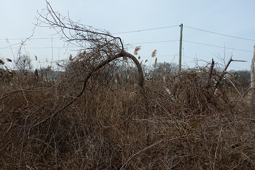 Before invasive vine removal at Westchester Land Trust’s Otter Creek Preserve. In this non-forested area, vines and multiflora rose form an impenetrable barrier. A lone small-diameter tree is bent over, its top shackled by vines.