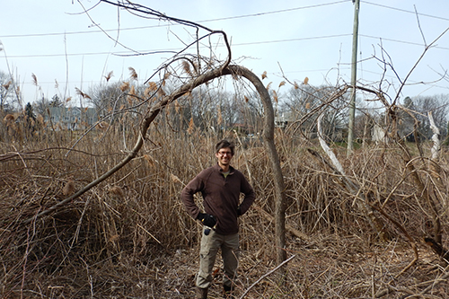 After invasive vine removal at Westchester Land Trust’s Otter Creek Preserve. A man stands underneath the U-shaped tree in the space that was cleared of vines.