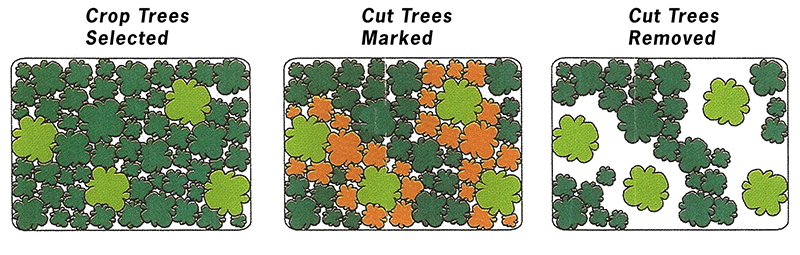 Diagram with an aerial view showing 3 conditions: Crop Trees Selected, Cut Trees Marked, and Cut Trees Removed.	 