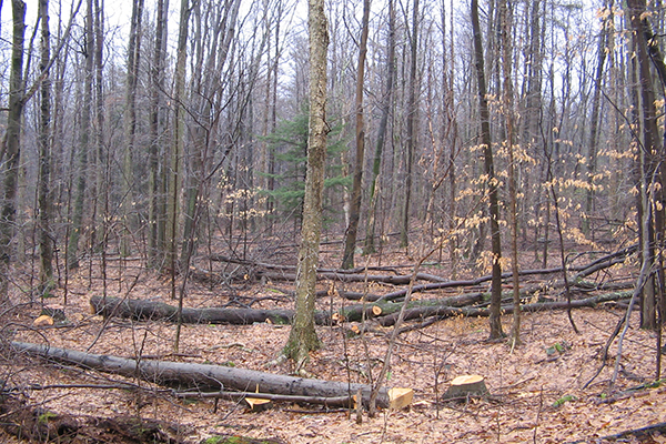Photograph showing a forest thinning. Felled and limbed trees can be seen scattered on the forest floor. The woods looks more open.