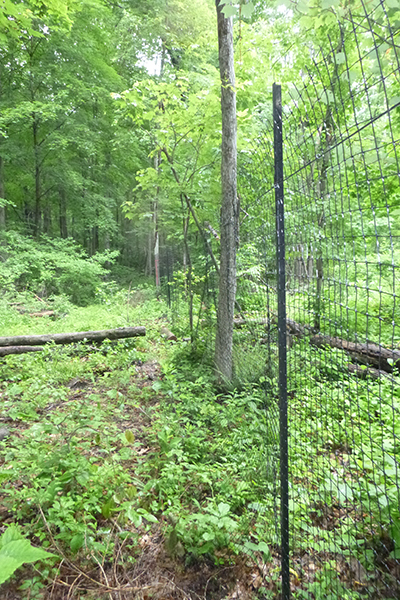 Deer exclosure fencing. Deer exclosure fencing at Putnam County Fish and Game Association. They used plastic mesh, T-posts, and guide wires.