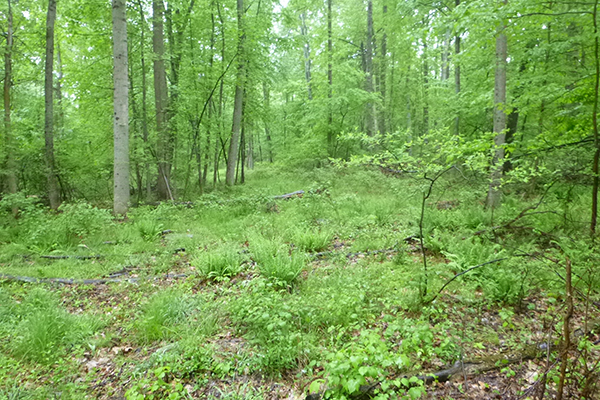 Understory outside the deer exclosure The understory outside the fence is sparse and lacking seedlings.
